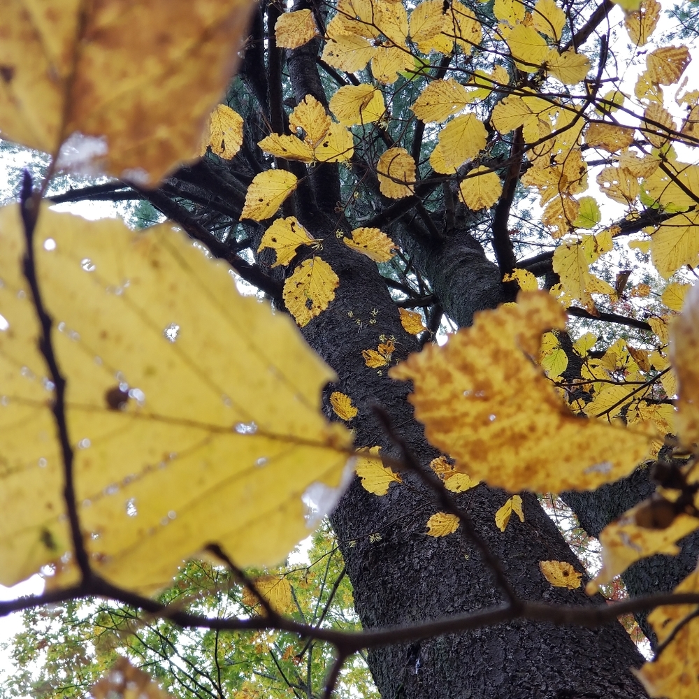 Meet your Posher, Yesenia